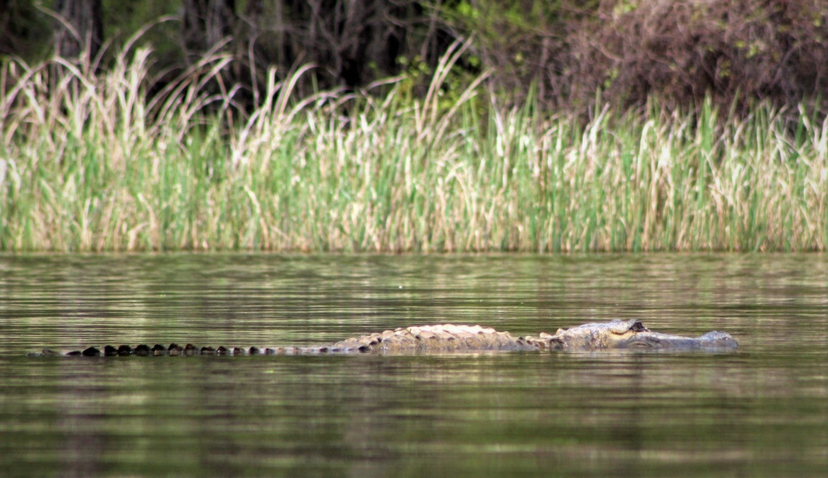 a large alligator swims in Millwood Lake